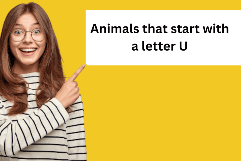 Animals that start with a letter U