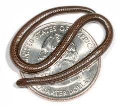 Smallest Snake In The World