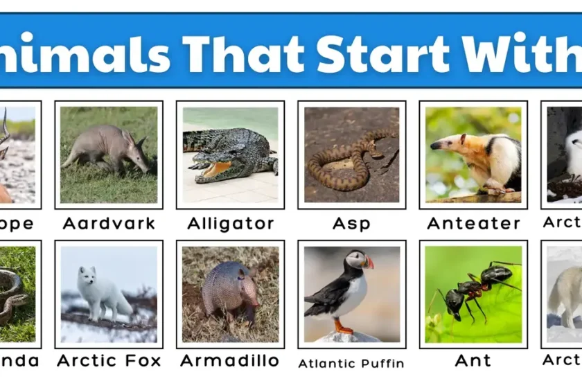 Animals That Start with A