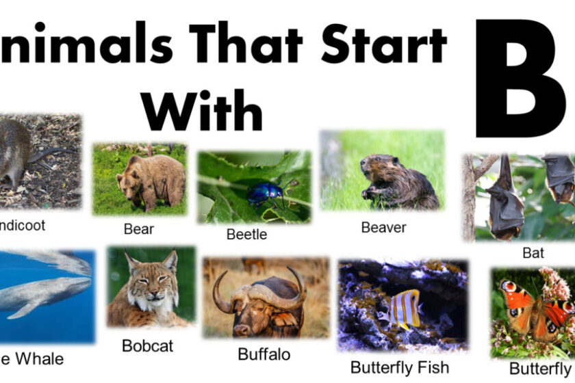 Animals That Start With B