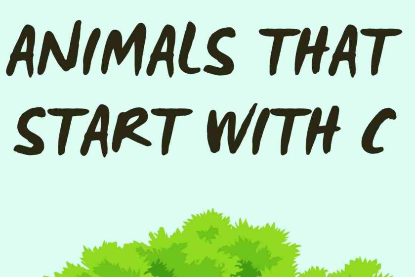 Animals that Starts With C